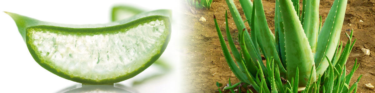 コーラルのアロエベラ – コーラルコミュニケーションズ