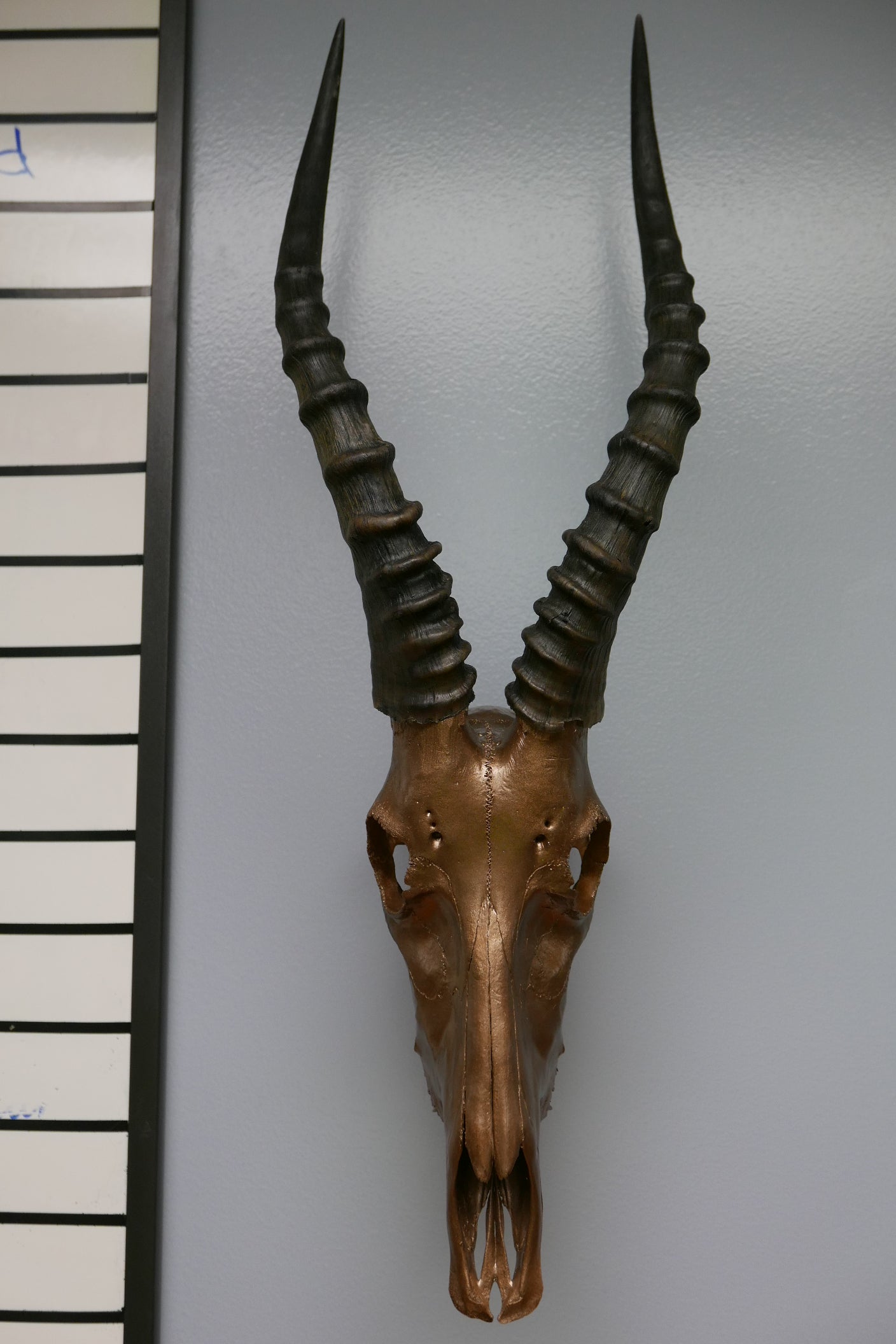 Blesbok skull – Cowhides USA