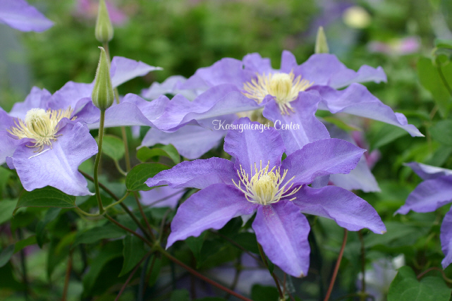 ベル咲き芳香クレマチス（ヴィチセラ系）【レディアンス（ラディアンス