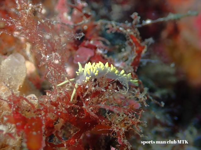 青い青～い海 - mtk−三重県尾鷲市九鬼町のダイビングショップ