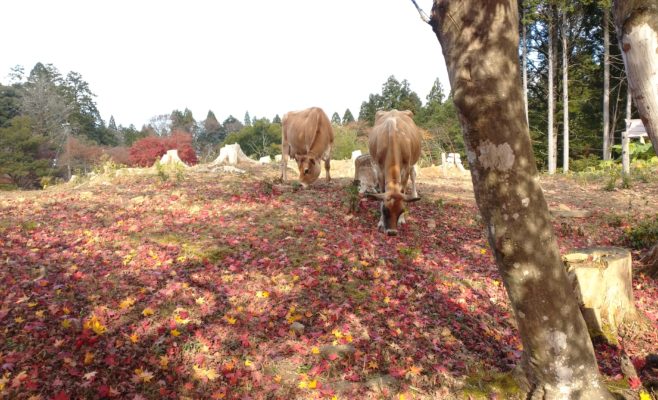 縁起物？！【牛の毛玉】発見 | ジェラート醍醐桜 公式サイト