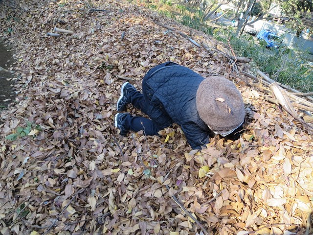 木の葉隠れで落ち葉を満喫 :: デイリーポータルZ