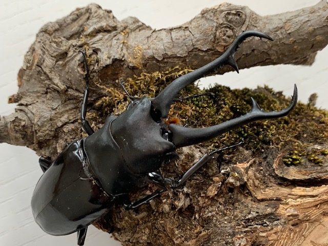 ギラファ最高峰!ダイスケ・ギラファ♂80/85/90/95/100㎜upペア 珍品