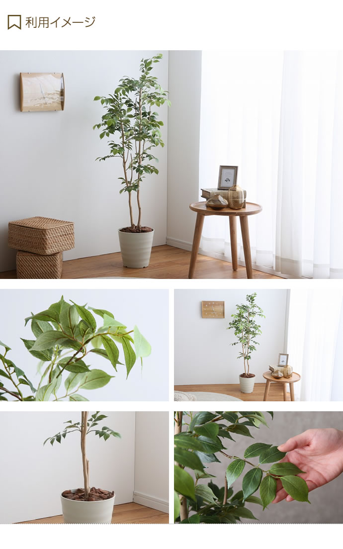 g46058]【高さ1.3m】 Brote マウンテンアッシュ 観葉植物 | 家具