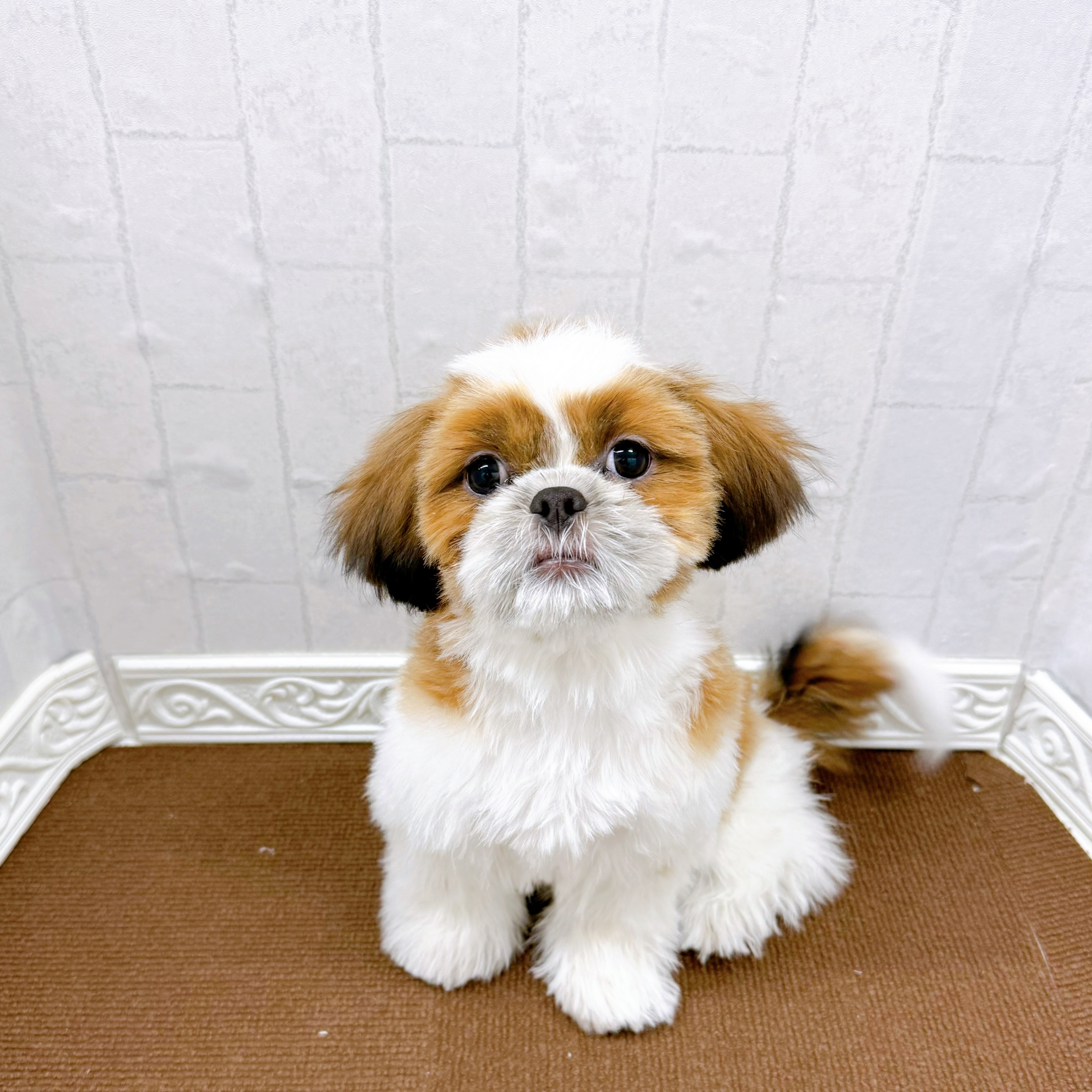 5万円以下のシーズーの子犬を価格や特徴で探す|ペットショップ探すなら