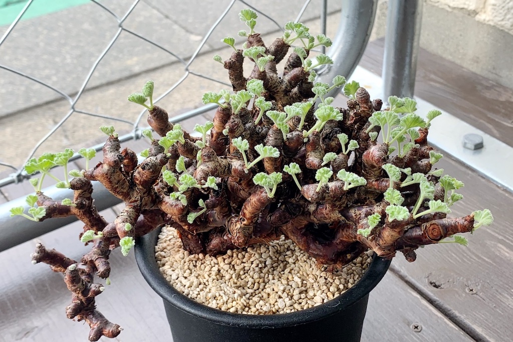 素晴らしい」という意味を持つミラクルな植物。 ペラルゴニウム