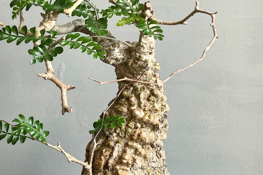 塊根植物の王様」と称される人気種「オペルクリカリア・パキプス