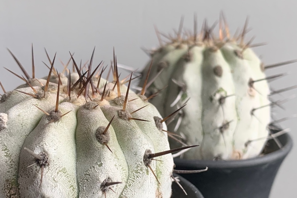 白い肌と黒い棘、塊根好きにも人気のサボテン「コピアポア・シネレア