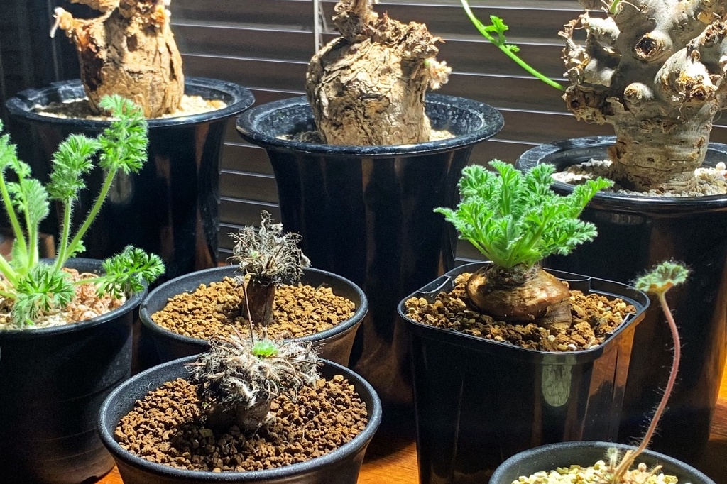 寒い季節に楽しめるペラルゴニウム属の植物。 | Dig-it [ディグ・イット]