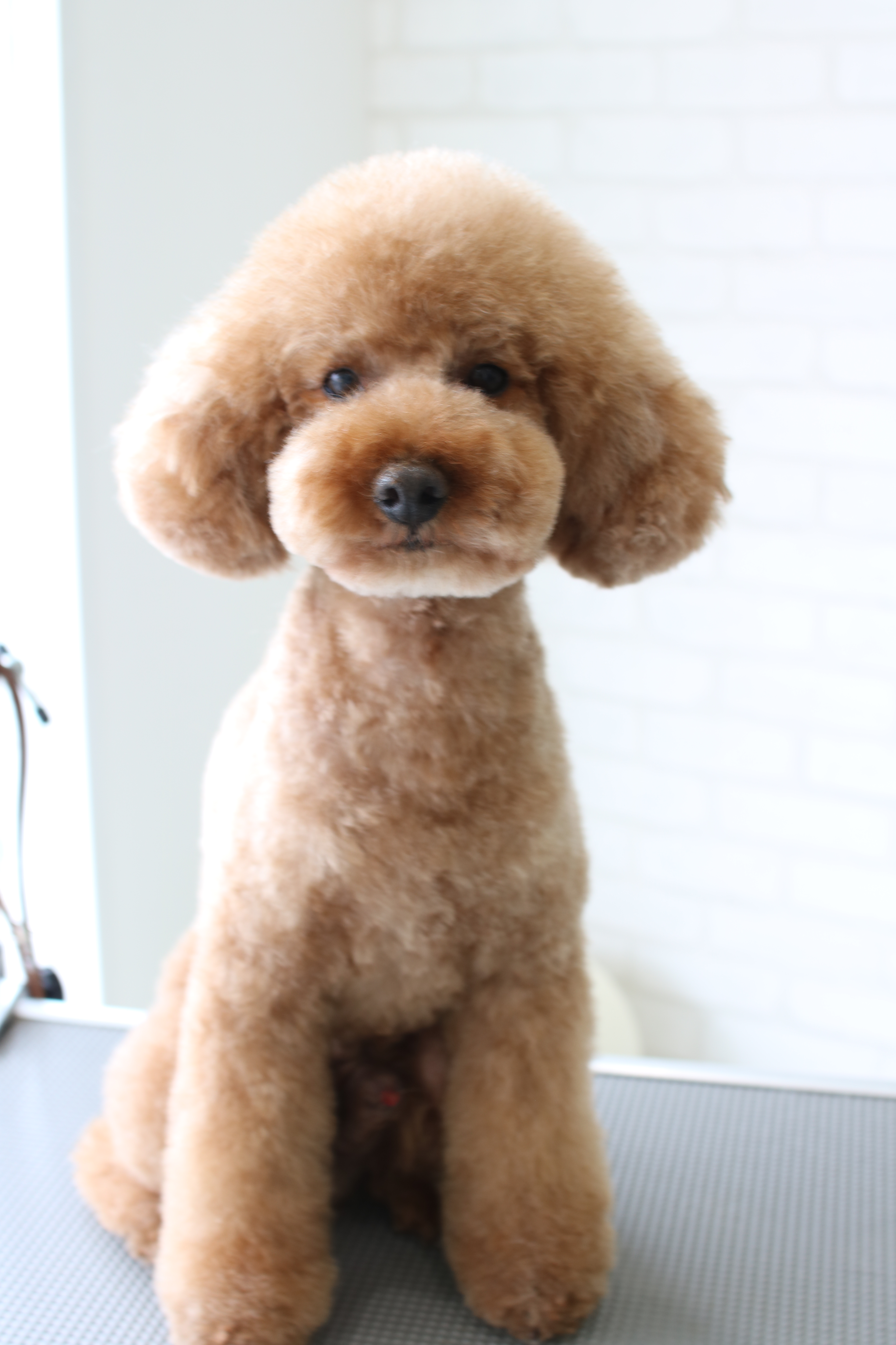 トイプードルのぬいぐるみ風テディベア☆ | 浜松市のトリミング