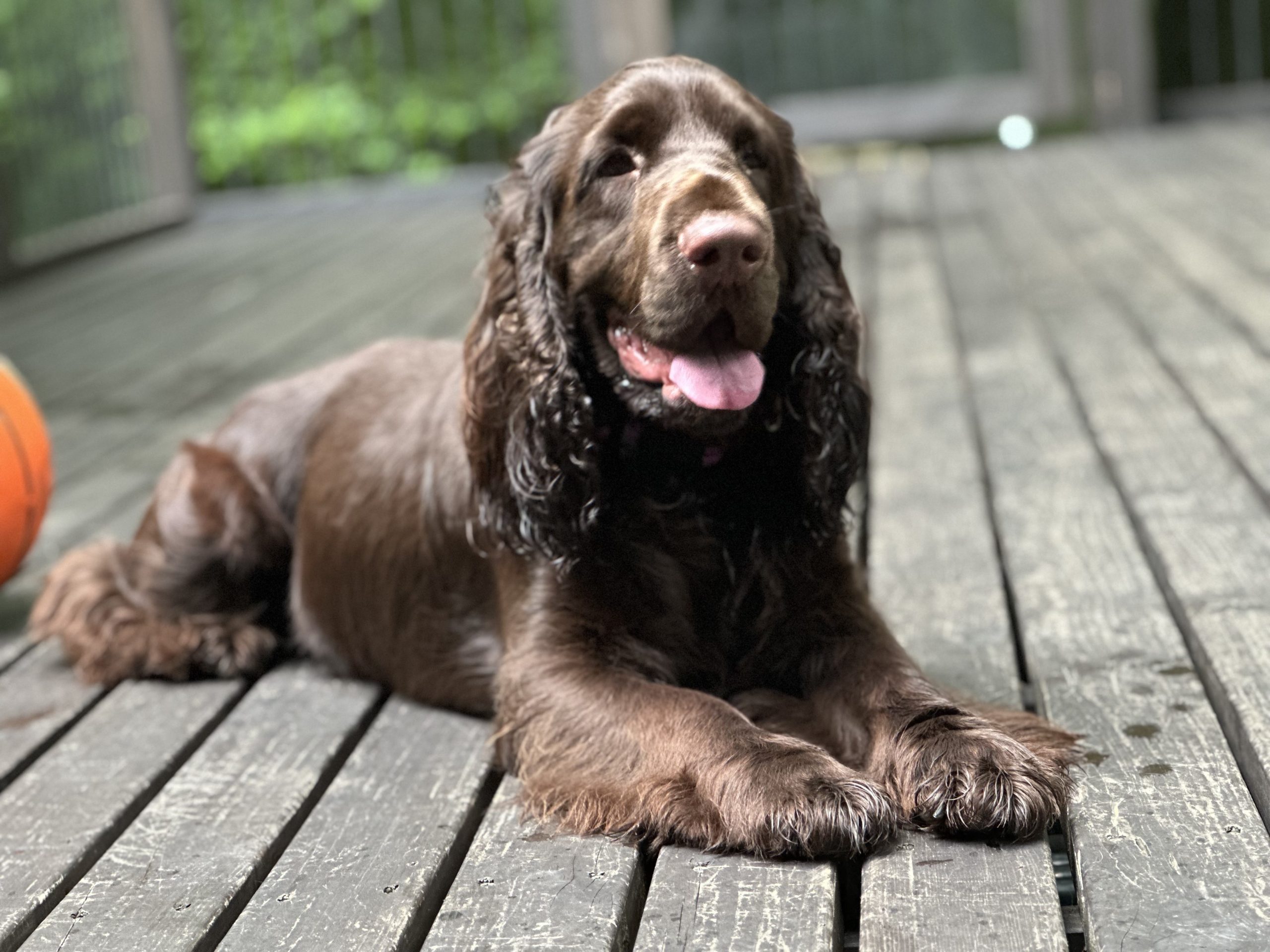 希少犬種フィールドスパニエルの仔犬・・・予約受付をします。 | 千葉