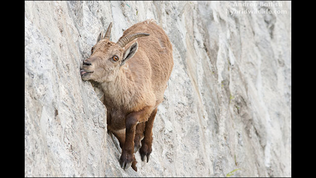 断崖絶壁をスイスイと登っていくビッグホーンの群れ - DNA