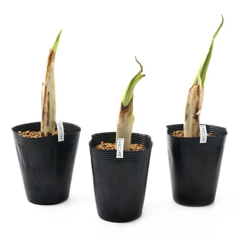 dショッピング |（ビオトープ）水生植物 ミズバショウ（水芭蕉）3～4