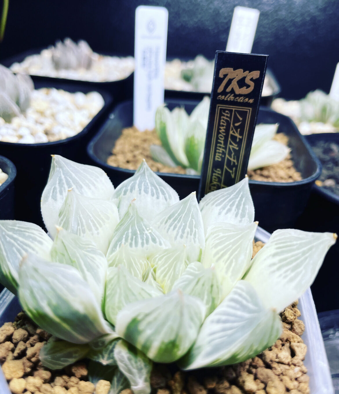 白蛇伝を育てます！！！購入時の注意点や育て方紹介 | Dミックスの