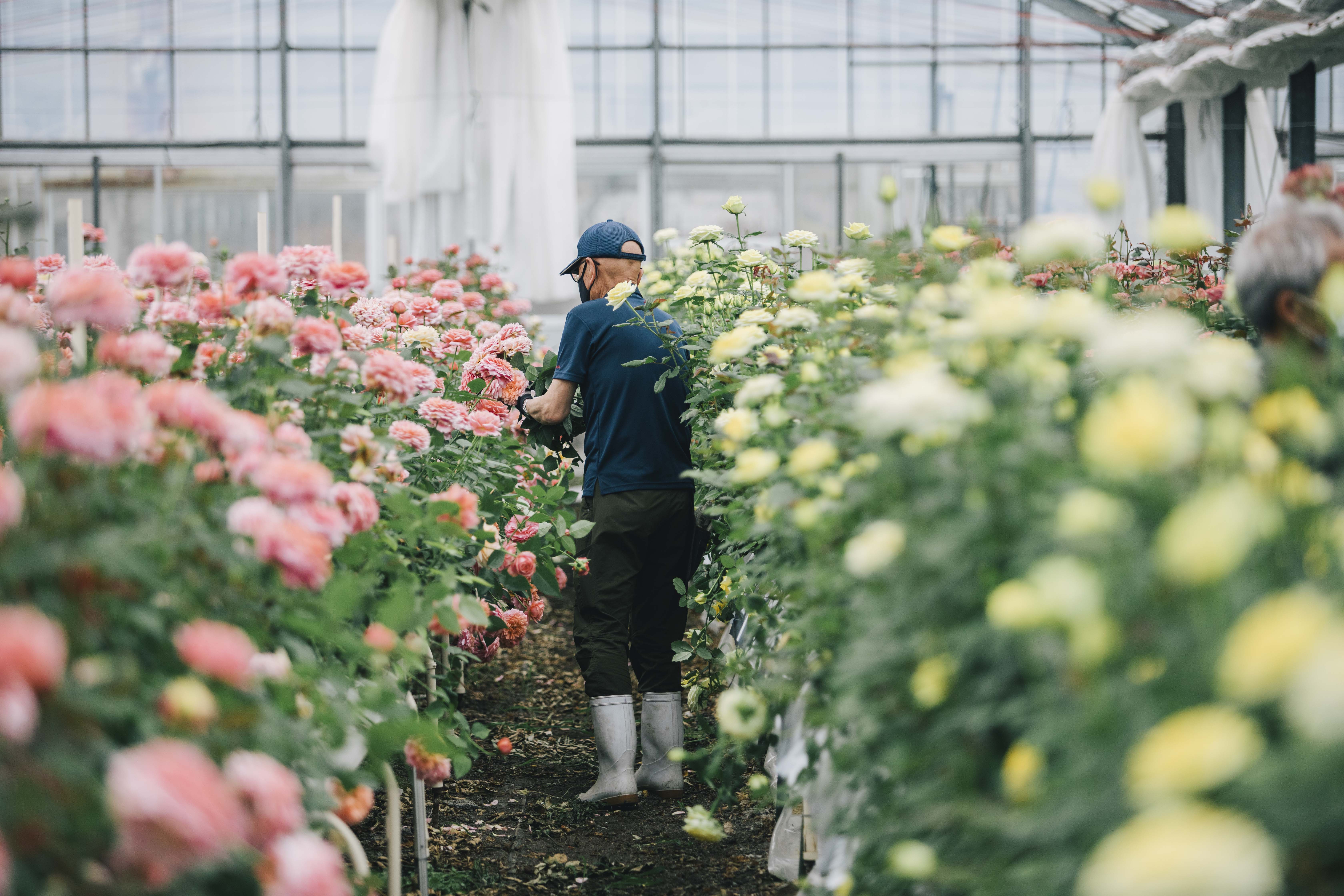 ホシファーム フレッシュブーケ カラフル 18本: せとうちエリア