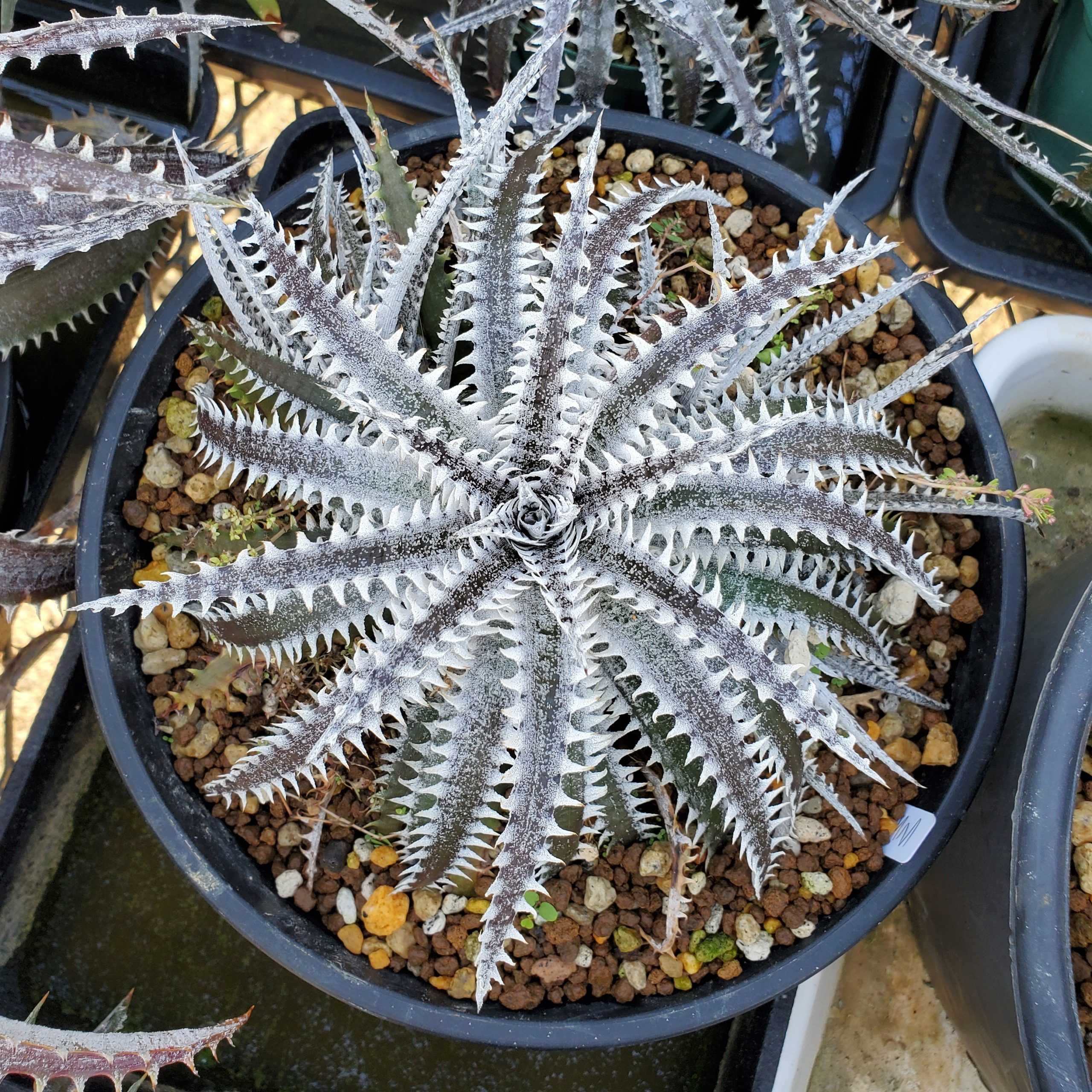 ディッキア・ホワイトシャーク：Dyckia 'White Shark' | Dyckia Maniax