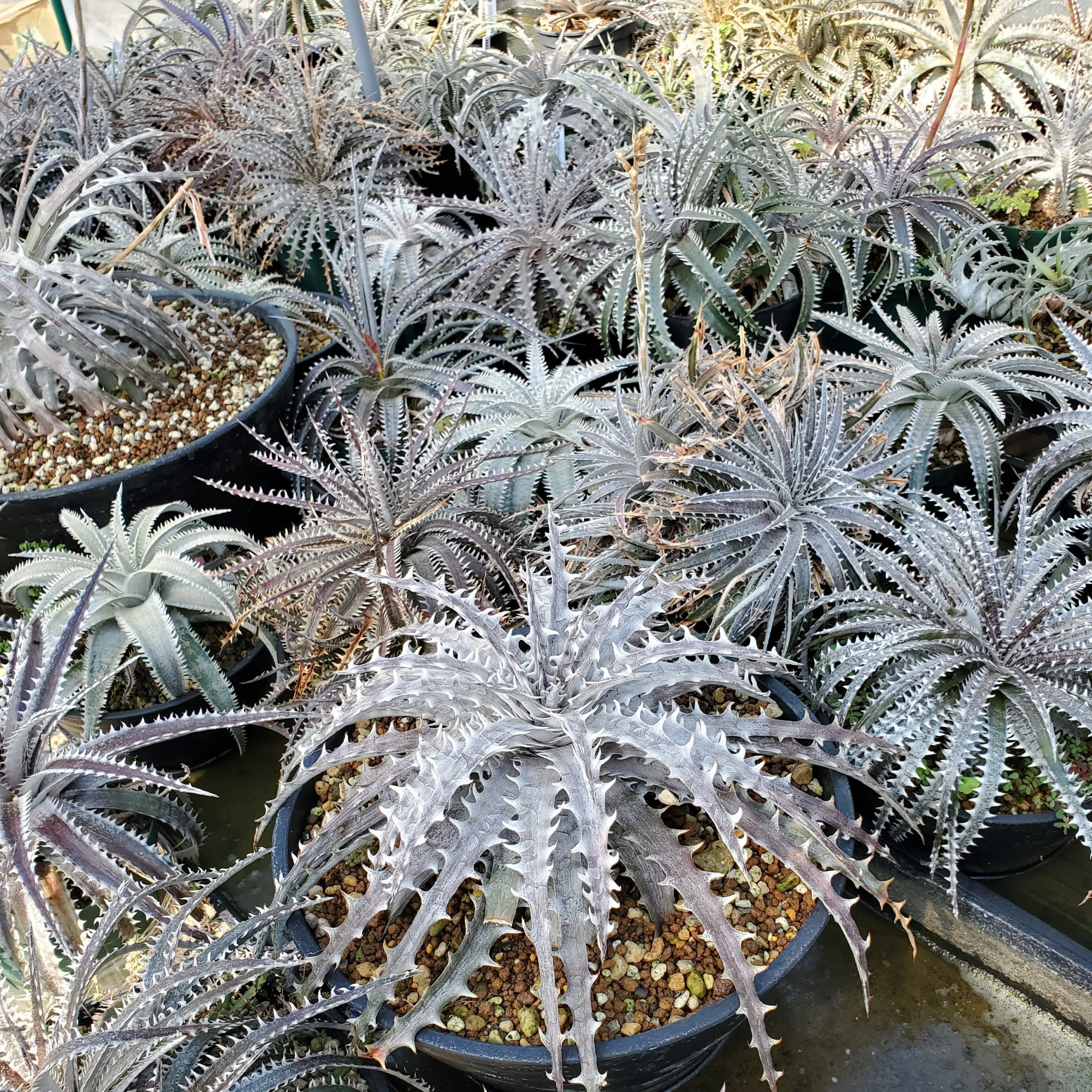 ディッキア・スローイングスター：Dyckia 'Throwing Star' | Dyckia Maniax