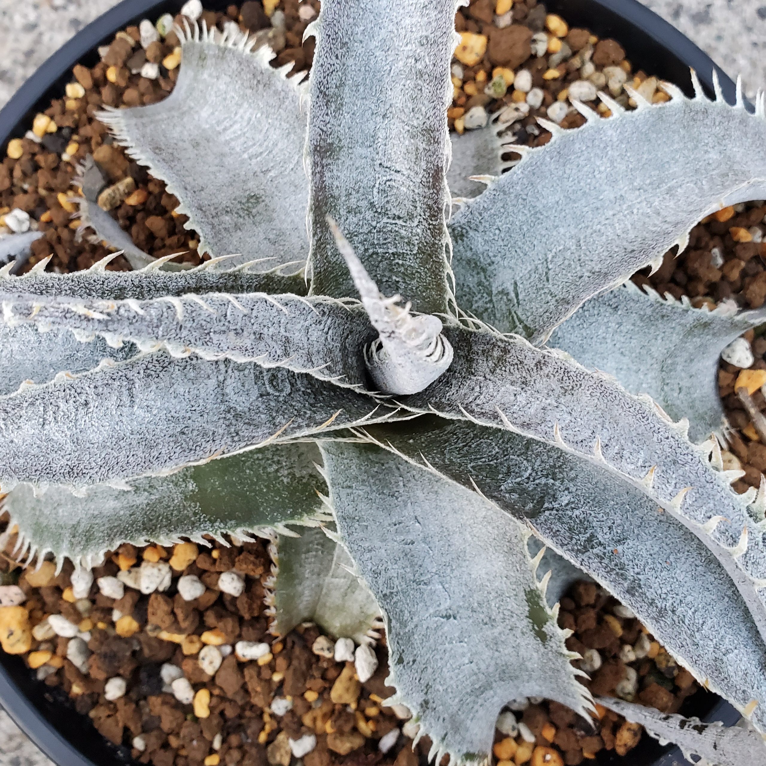 ディッキア・ティーレックス：Dyckia 'T-Rex' | Dyckia Maniax