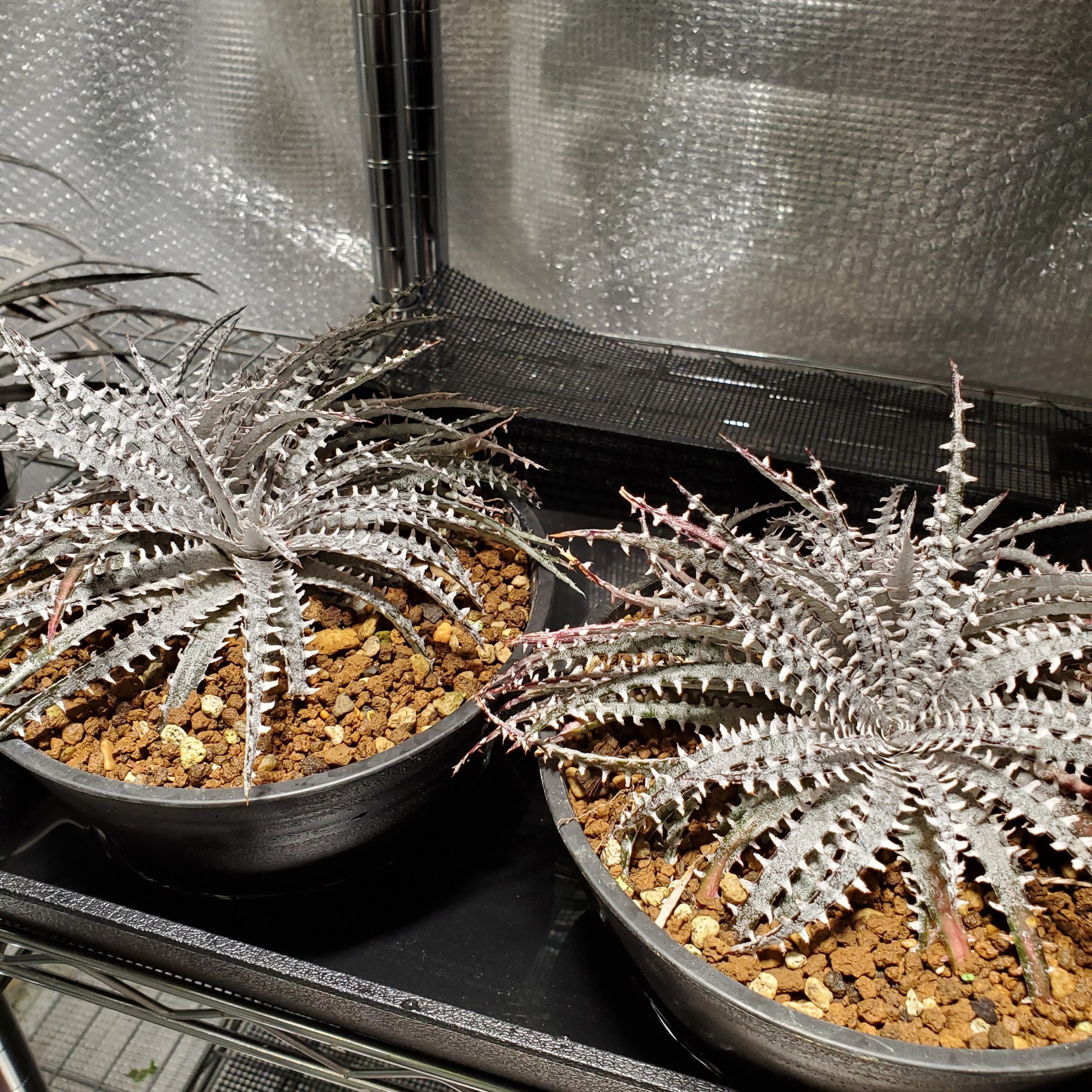 本物 原種 ディッキア Dyckia fosteriana rubra ⑴ 本物 原種