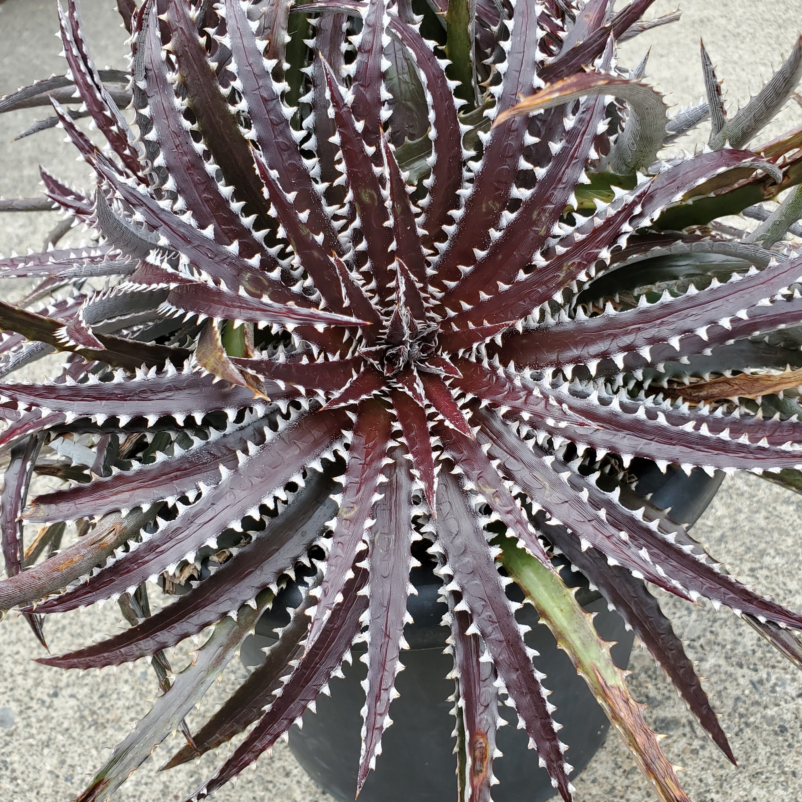 ディッキア・アリゾナ：Dyckia 'Arizona' | Dyckia Maniax