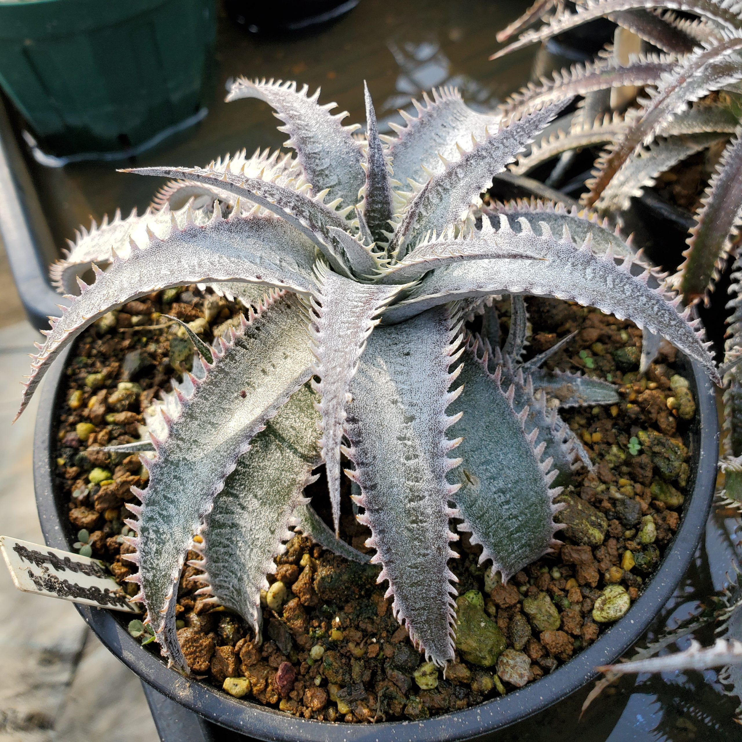 ディッキア：Dyckia 'Fountain' x ('Brittle Star' F1 x 'Red Ripper