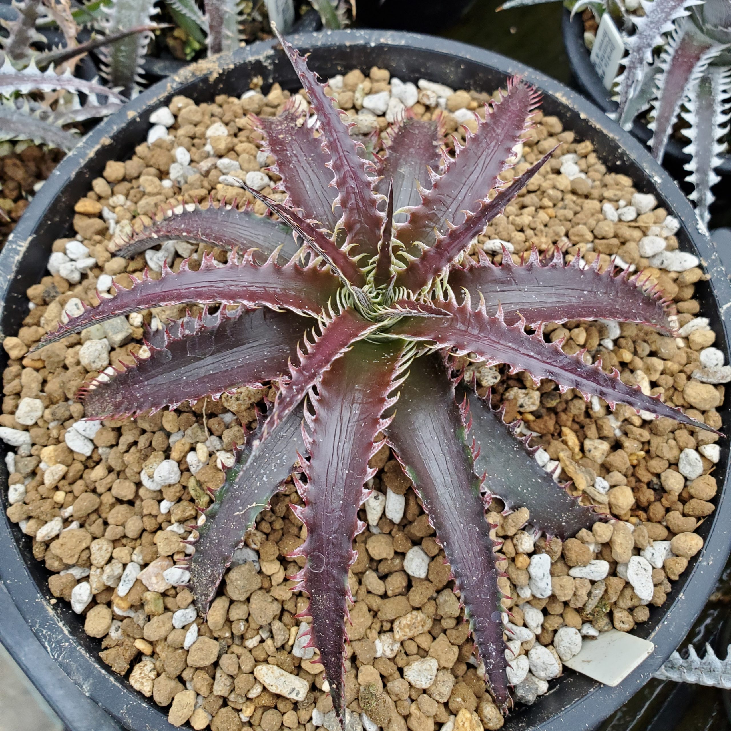 ディッキア：Dyckia dawsonii Hybrid 'Purple Silver' x 'Big Boy