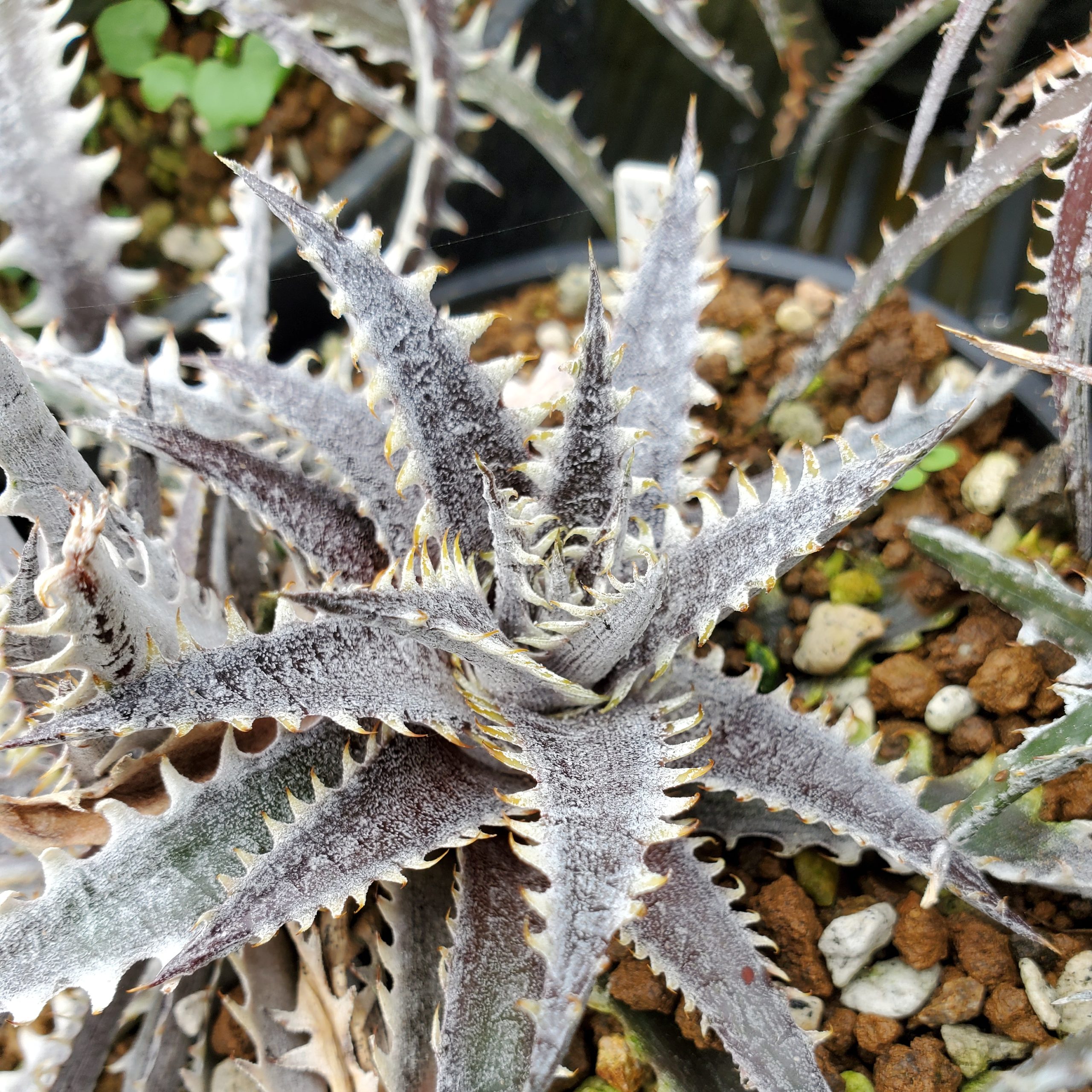 ディッキア・アリゾナF3：Dyckia 'Arizona' F3 | Dyckia Maniax