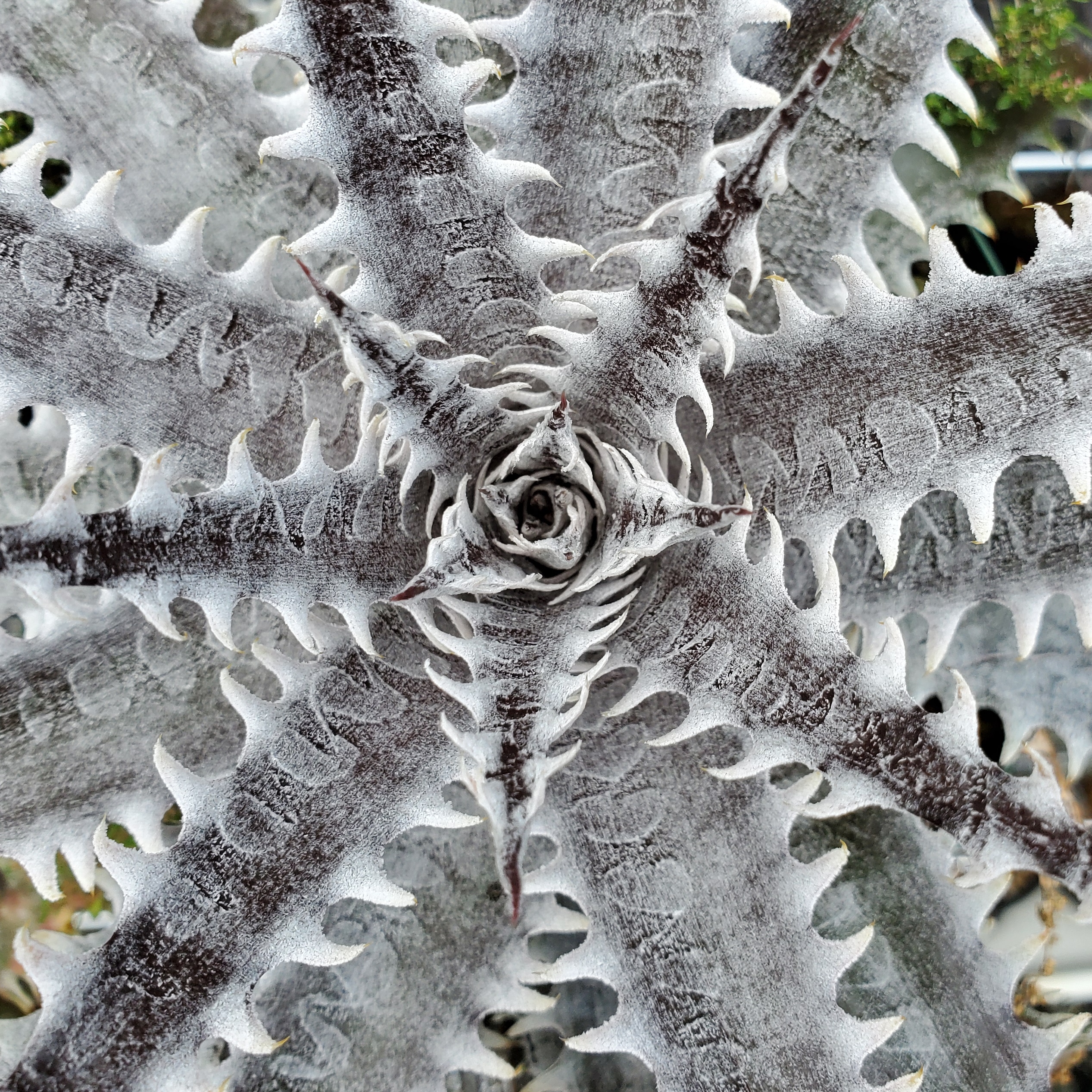 ディッキア：Dyckia ('Arizona' x 'Brittle Star' F2) x goehringii