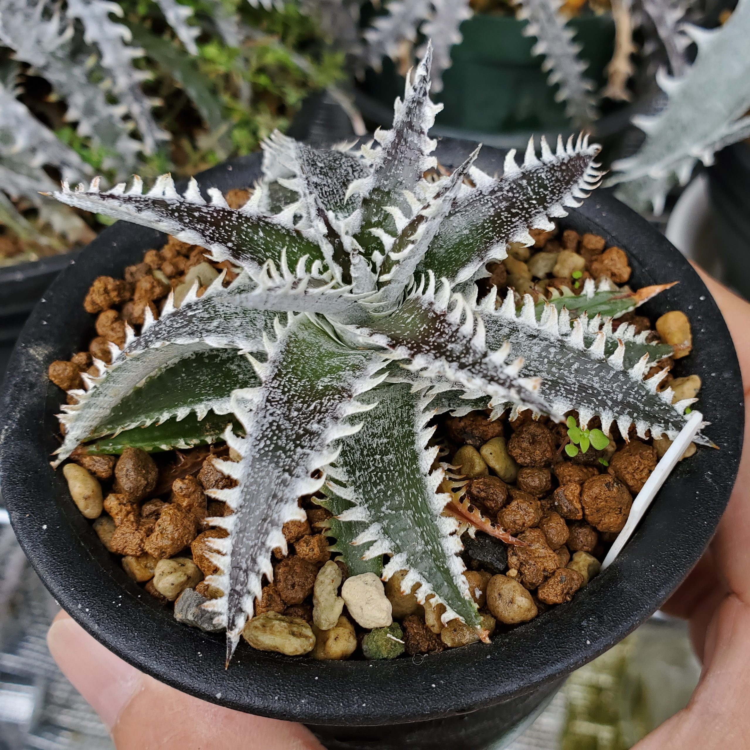 ディッキア：Dyckia ('Arizona' x 'Brittle Star' #Small) x 'Silver