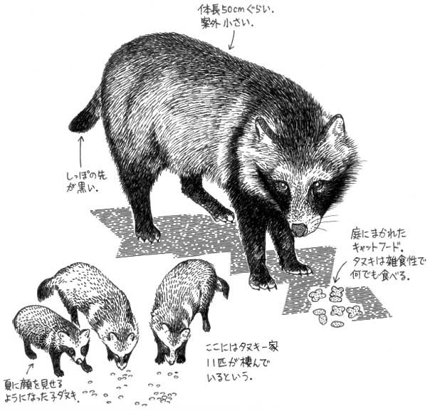 イトヒロの東京不自然図鑑・第1回「タヌキ」/エコツアー・ドット