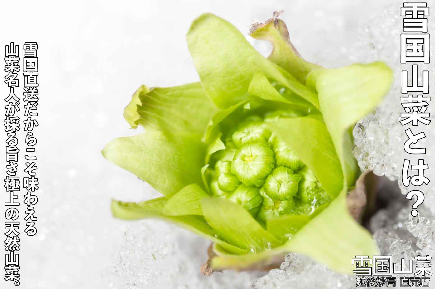 のかんぞう | 商品紹介 | 雪国山菜 [越後妙高 山菜直売店] 公式ストア