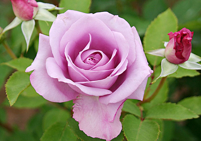 第6回受賞作品（2012年受賞） - 国営越後丘陵公園