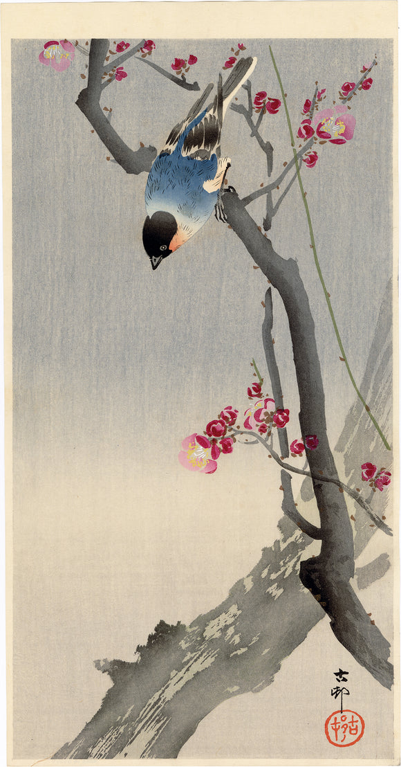 Koson 小原古邨:梅の枝にウソ (販売済み) – Egenolf Gallery Japanese