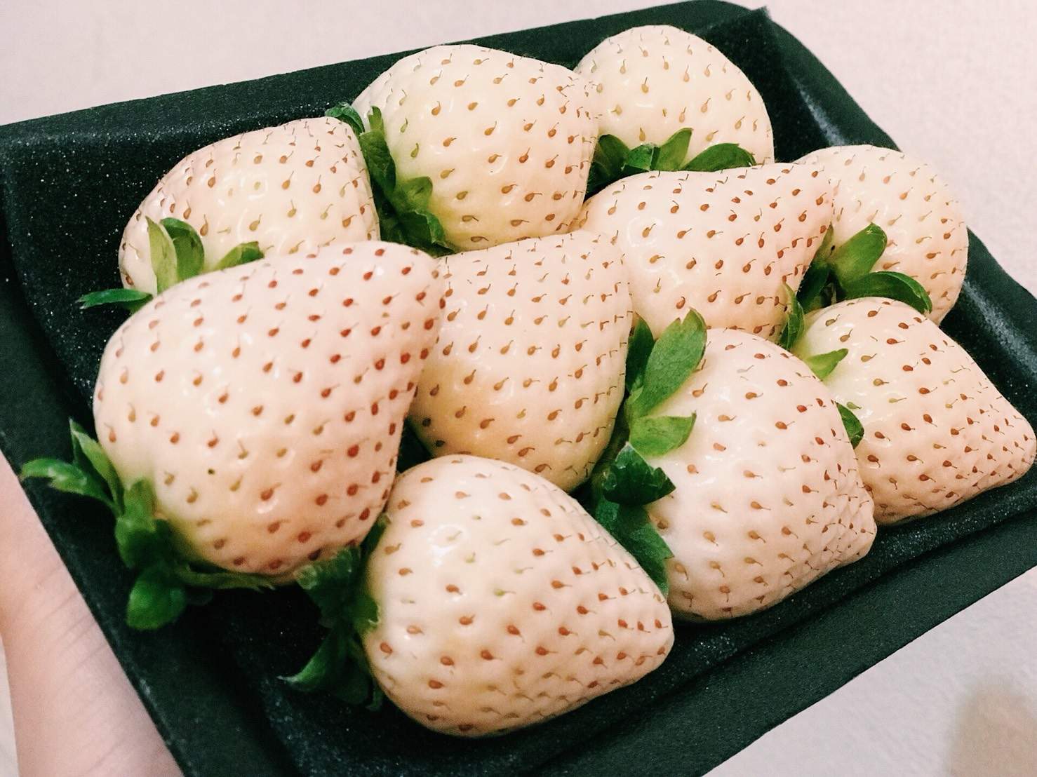 いちごが白い？】唐津ブランド「雪うさぎ」収穫現場をご紹介｜EDITORS SAGA