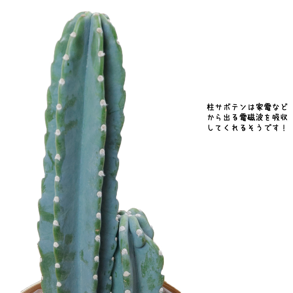 柱サボテン7号鉢 – カワナミプランテーション