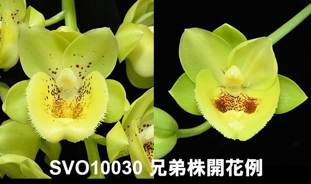 Catasetum系② - オーキッドバレーミウラ