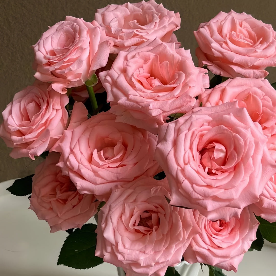 Diana Rose-戴安娜｜Chinese Cut Rose – Ergongzy Roses