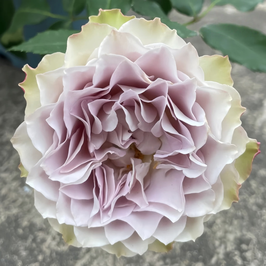 Lapis_Veil_Rose01_1024x1024.