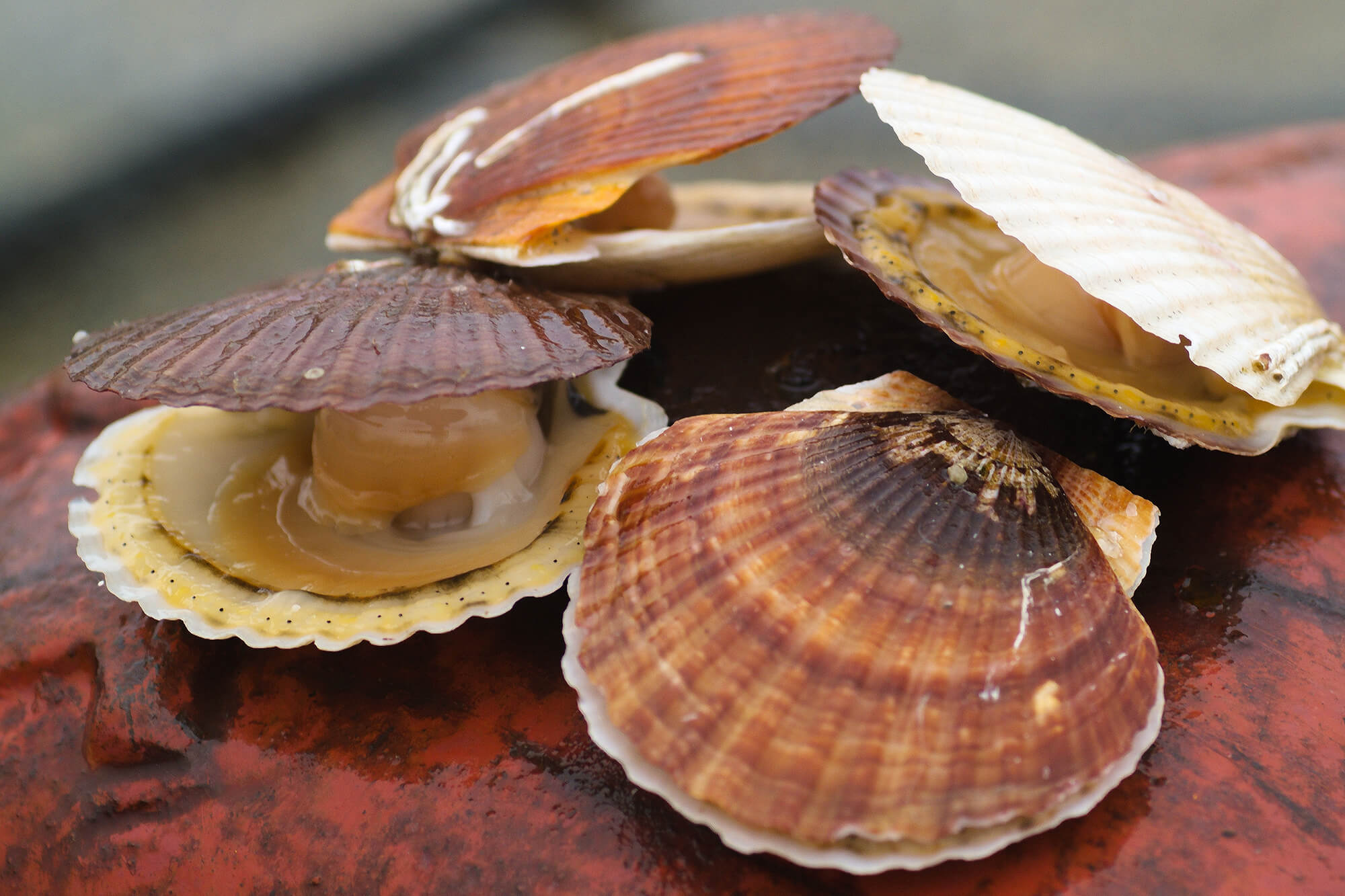 ホタテから真珠がとれる？スキャロップパールがとれる理由や確率、真珠