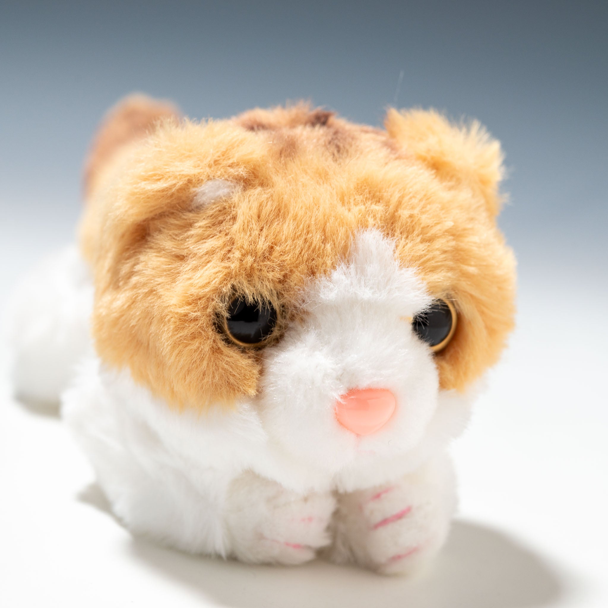 CUTE キュート販売 ぬいぐるみ くたくたニャンコ スコティッシュ