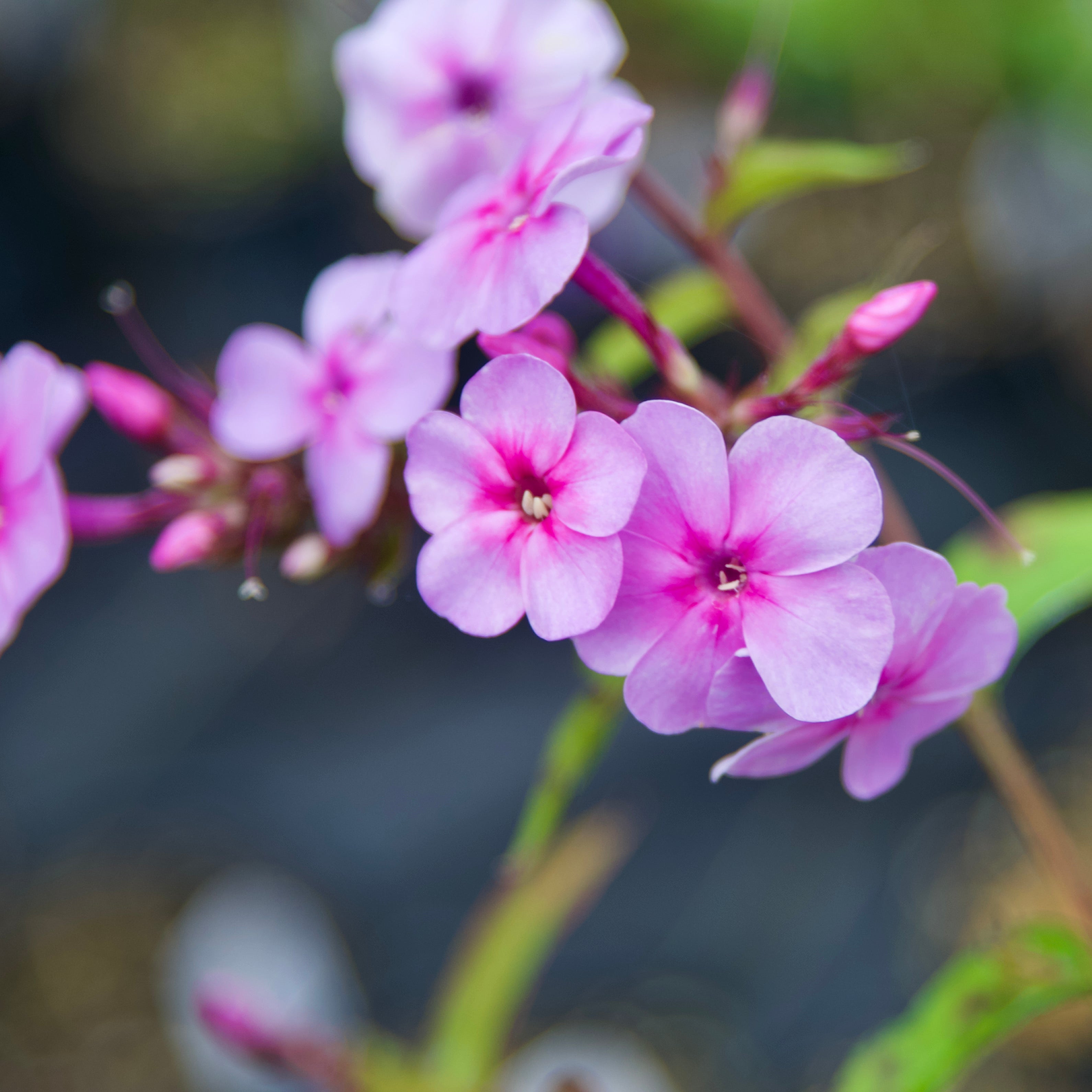 Phlox paniculata 'Speed Limit 45' – Fieldstone Gardens Inc