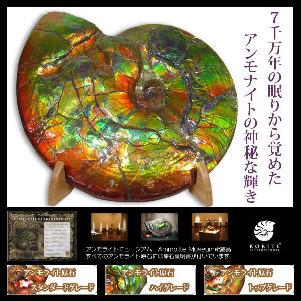 アンモライトナチュラルルース AAグレード nr006 | AAグレード