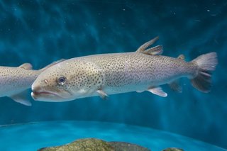 日本の怪魚・イトウってどんな魚？絶滅が危惧される巨大な幻の魚の生態