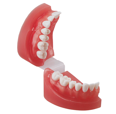 製品詳細「2色レジン製右側顎模型」 | フォルディネット