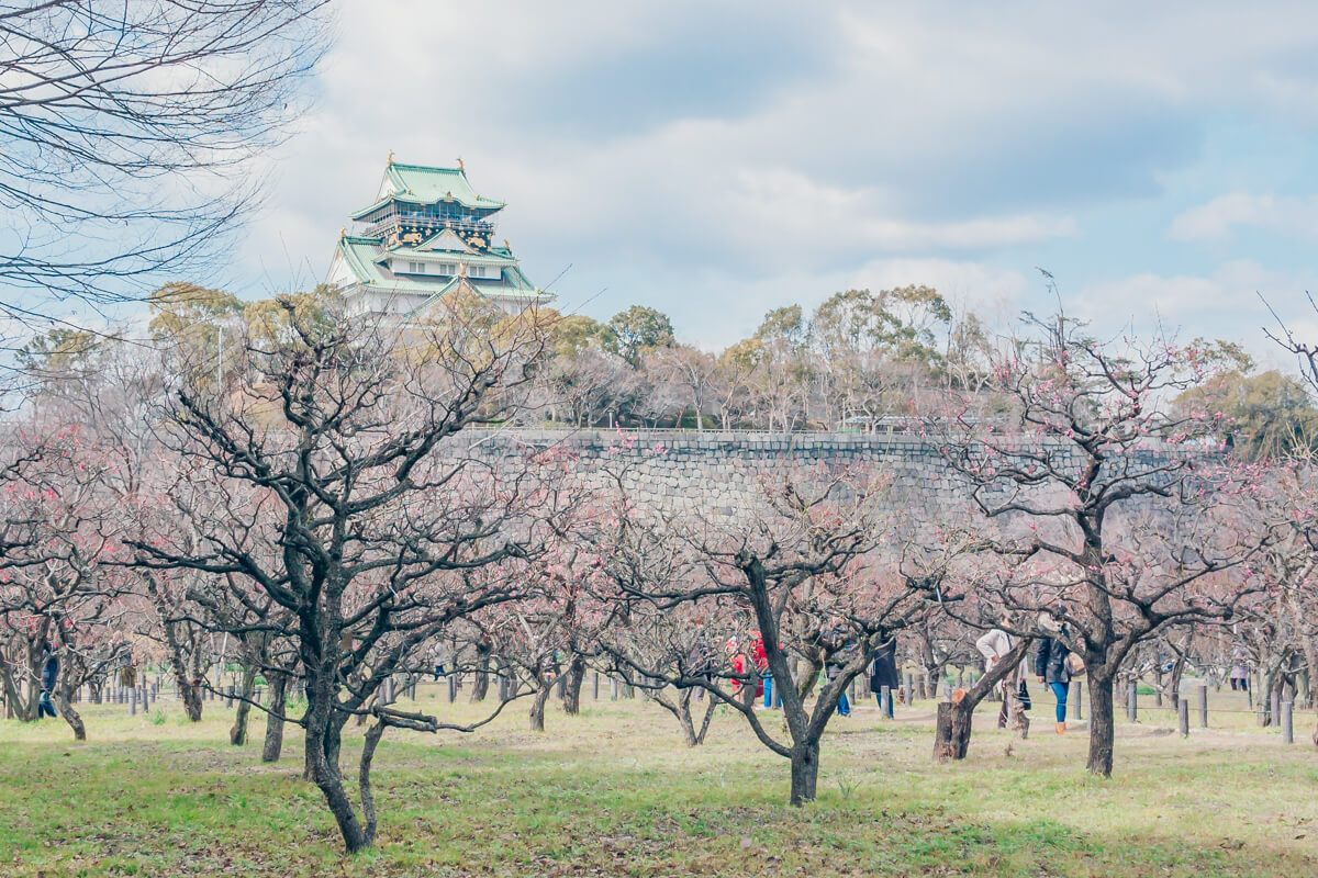 大阪城公園 梅林で春を撮り歩く 2019年の見頃は2月末から？ | 日常写飯事