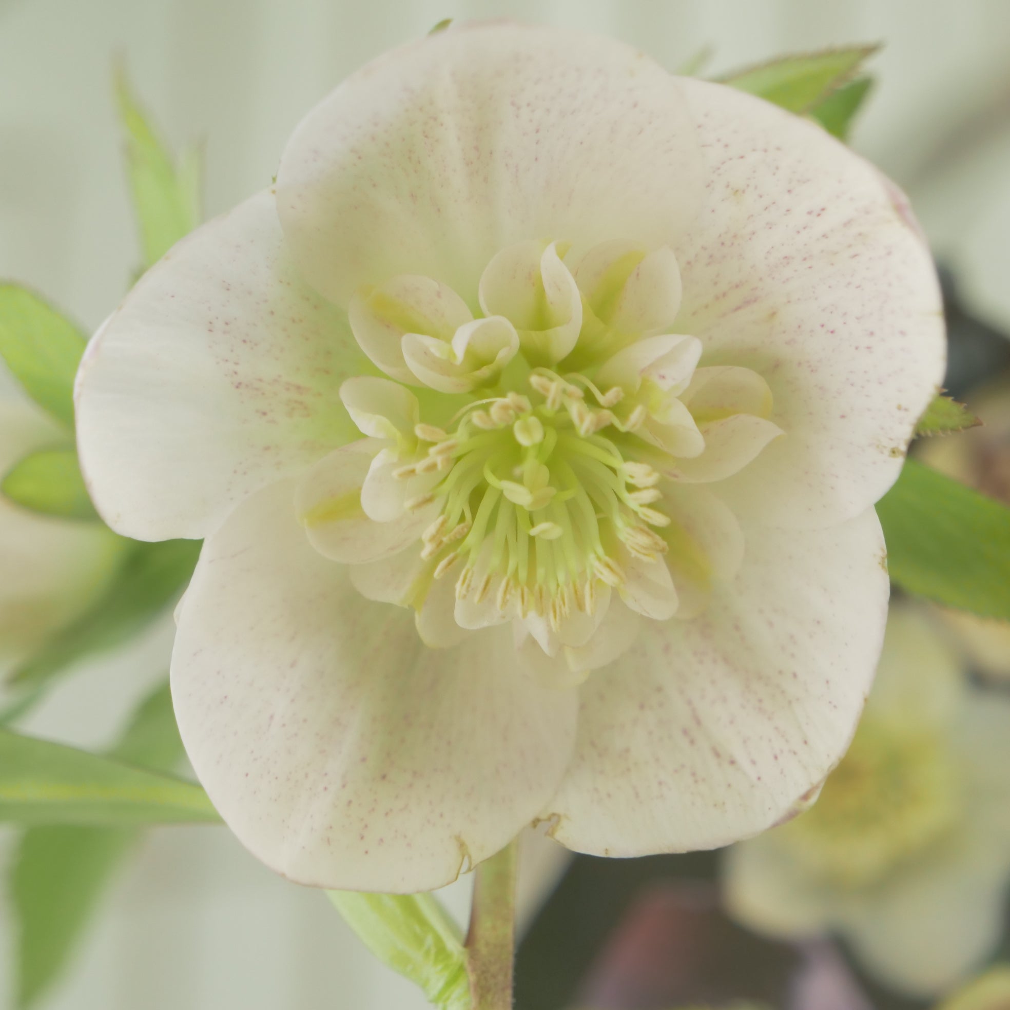 堀切園さん育種 クリスマスローズ【ウィンターシンフォニー】⑪