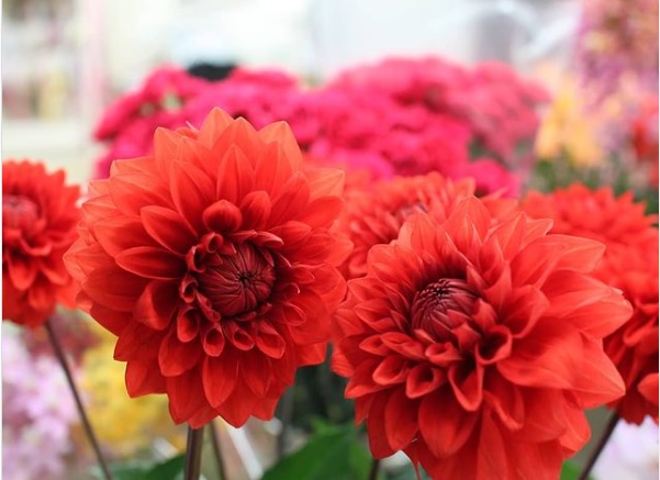 ダリアの深掘り: 歴史と色別の種類、そして花束のご紹介 | フラワー