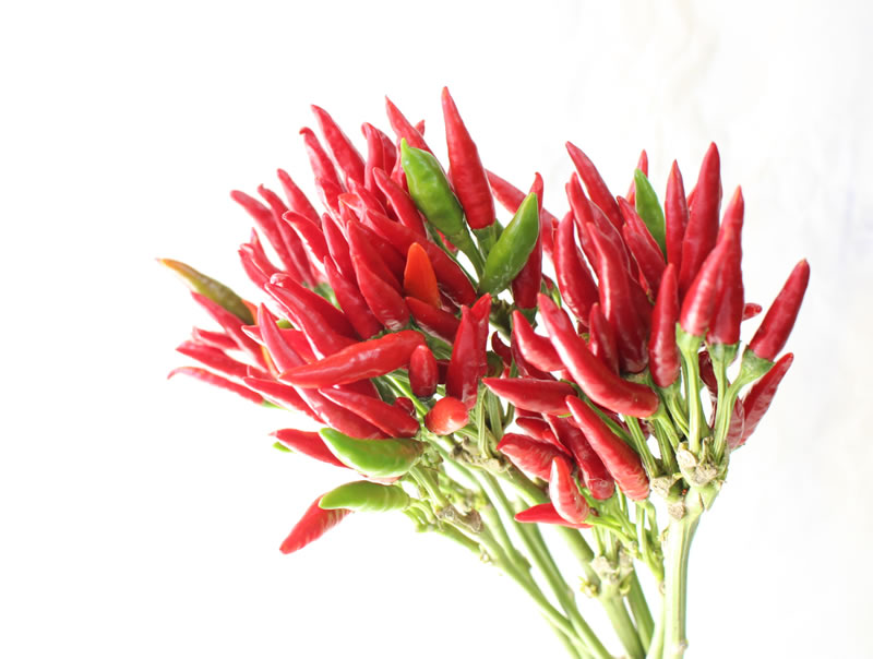 観賞用トウガラシ タカノツメ ｜ 花ブログ