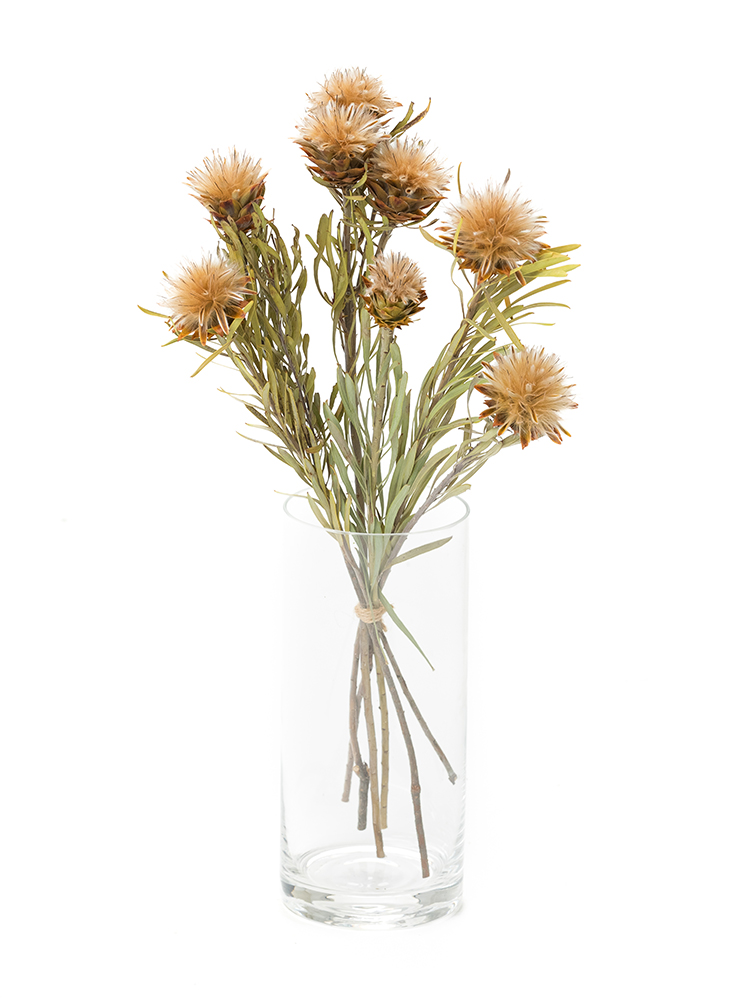 ドライ】リューカデンドロン プルモサス【茶/50cm】｜Flower Smith