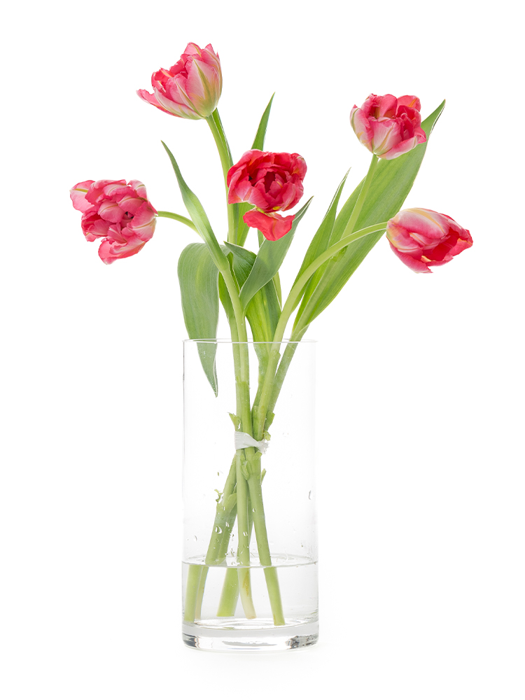 生花】チューリップ(八重咲き) フラッシュポイント【赤/50cm/新潟県